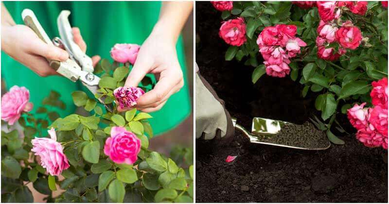 11 Clever Tips To Make Your Roses Bloom