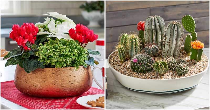 16 Exciting Dish Garden Plants