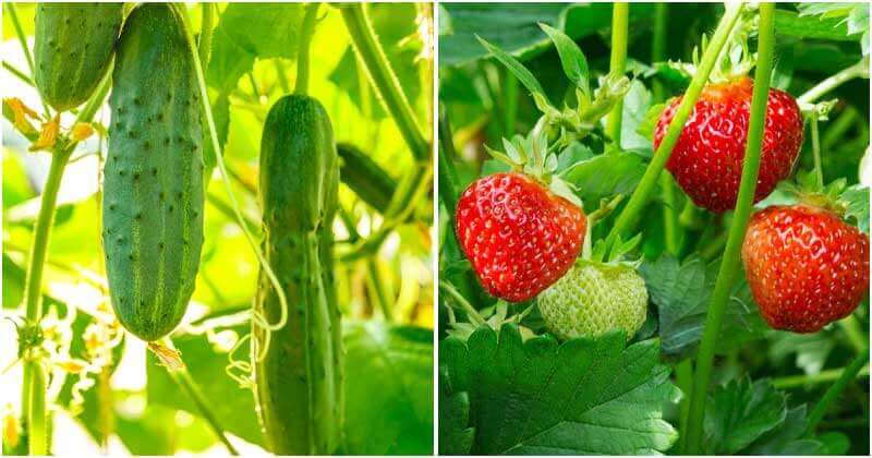 30 Easy-to-grow Fruits and Veggies For New Gardeners