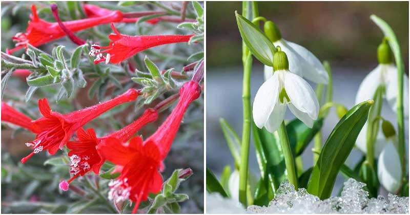 17 Appealing Bell-Shaped Flowers To Grow In Your Garden