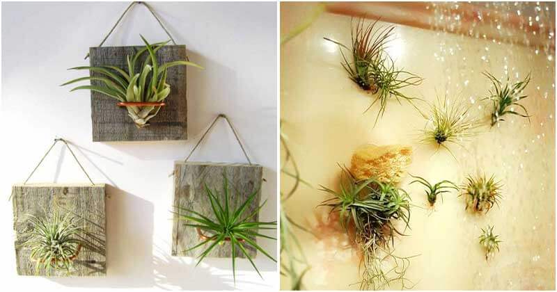 17 Pretty Vertical Air Plants Garden Ideas For Your Decorative Purposes