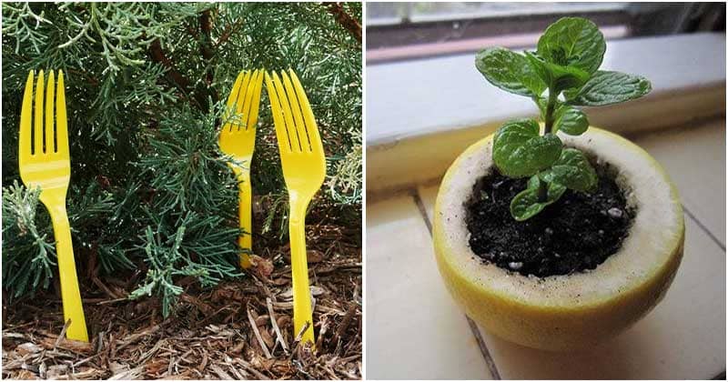10 Cleverest Gardening Tips and Tricks for Beginners