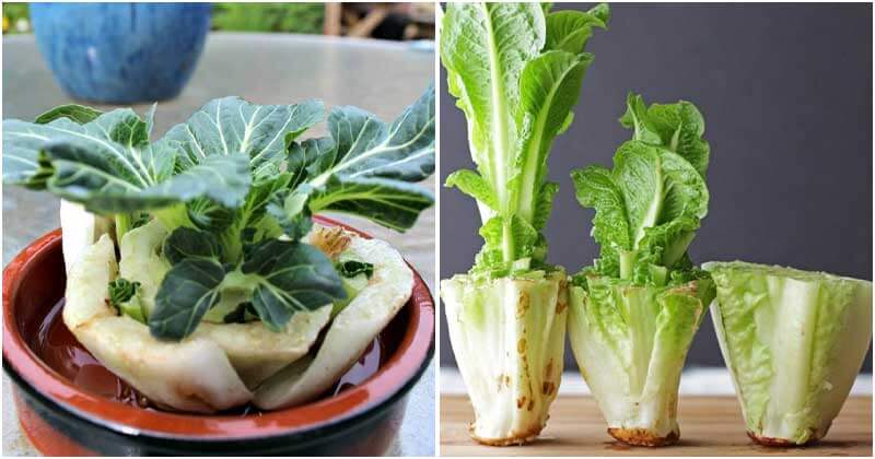 10 Vegetables Can Regrow In Water