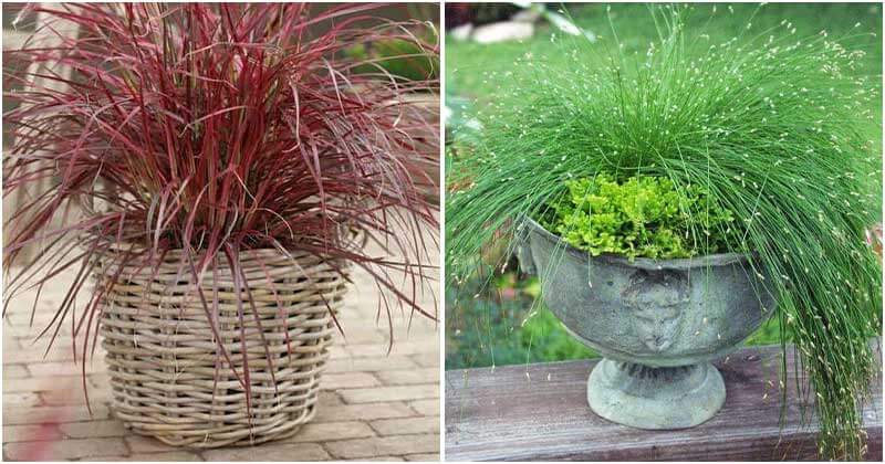11 Best Kinds Of Ornamental Grasses For Containers