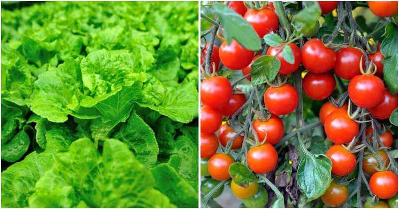 11 Easiest Vegetables To Grow Anywhere
