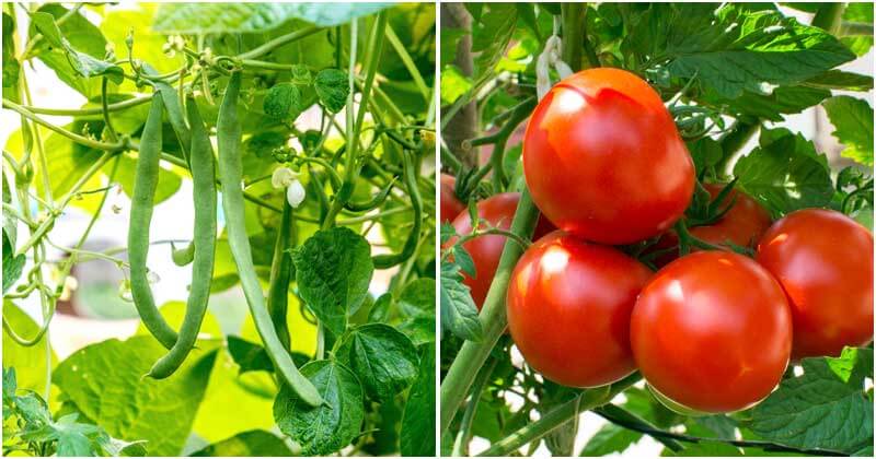 11 Types of Summer Veggies To Grow In A Raised Bed