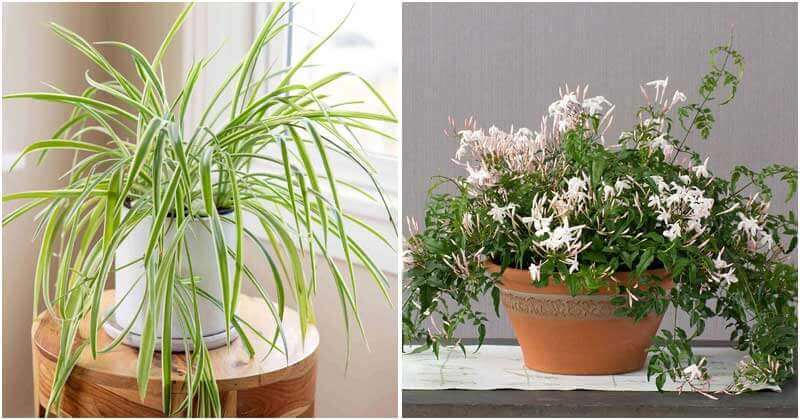 12 Best Indoor Plants For The Kitchen