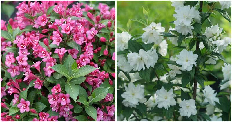 13 Best New Shrubs To Grow In Your Yard