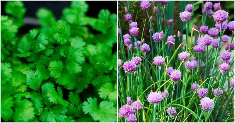 13 Herbs Can Grow Well In Shade