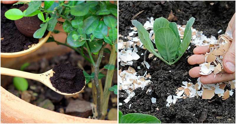 13 Organic Fertilizers That You Can Make By Yourself For Garden