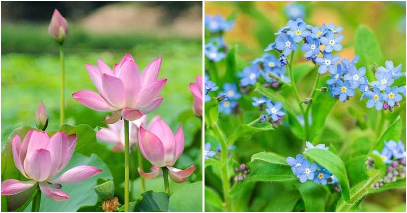 15 Beautiful Water Plants For Indoors and Backyard Ponds