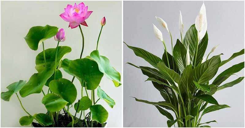 16 Fortune Plants and Flowers To Place Indoor
