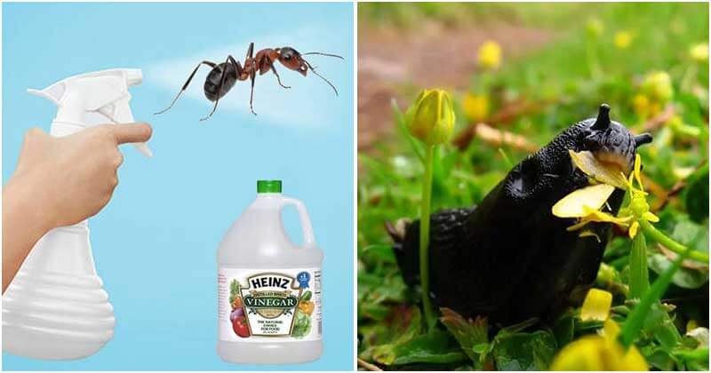 16 Great Uses Of Vinegar In Garden That You Should Know