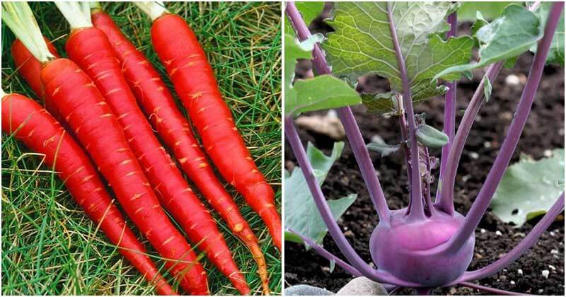 18 Most Colorful Vegetables To Make Your Garden More Attractive