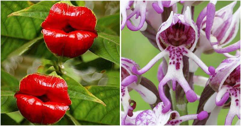 18 Unique Flowers That Look Like Something Else