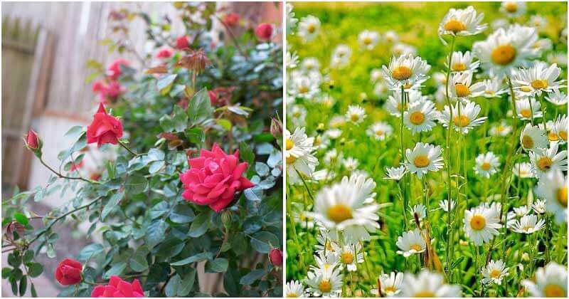 20 Beautiful Flowers for a Cottage Garden