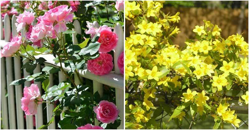 20 Best Beautiful Flowering Vines and Climbing Plants For Your Garden