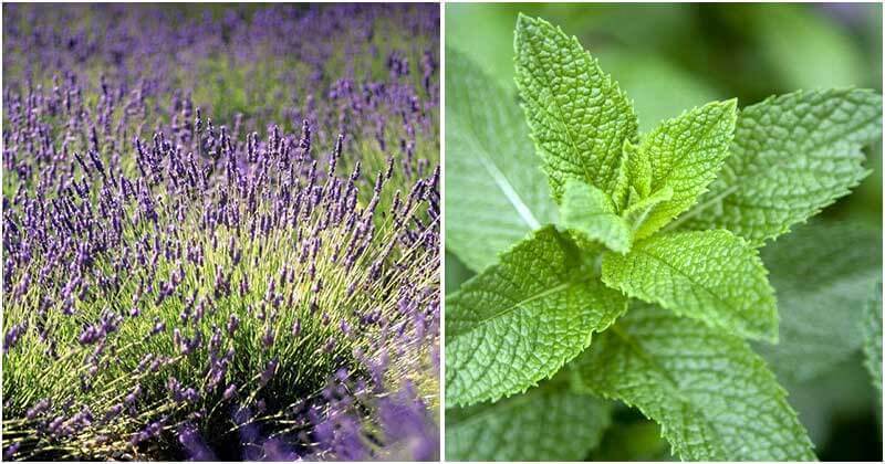 20 Best Edible Perennial Herbs To Grow In Your Garden