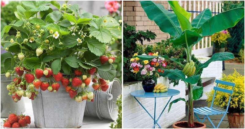 21 Fruits That You Can Grow in Balcony, Rooftop, and Patio