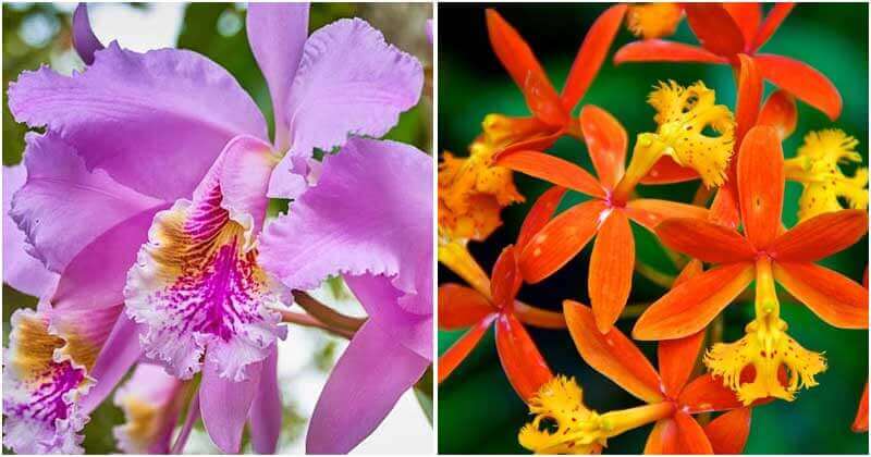 22 Types of Orchids To Use As Houseplants