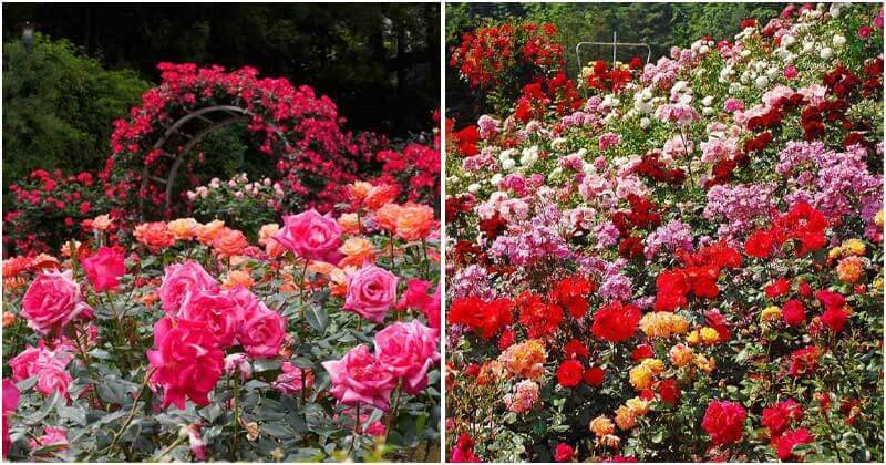 29 Best Beautiful Rose Garden Ideas