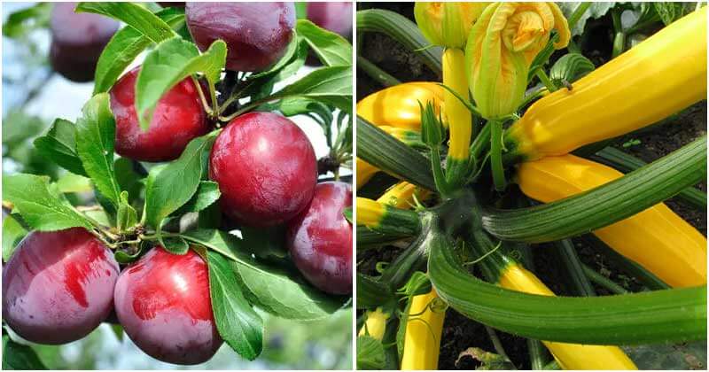 30 Fruits And Vegetables For High Yield