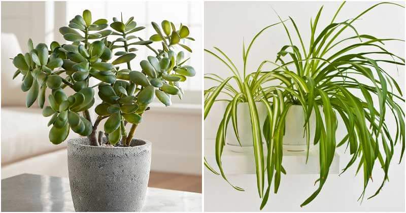 5 Best Houseplants To Remove Indoor Air Pollution