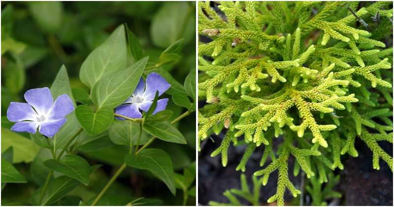 5 Herbs That Can Help Improve Your Memory