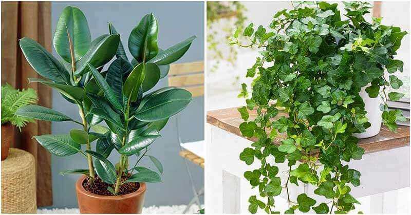 5 Indoor Plants To Help Alleviate Dry Skin