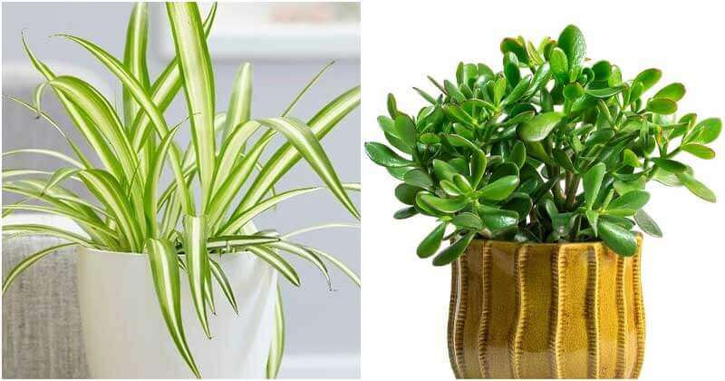 7 Indoor Plants Can Beat The Winter Blues