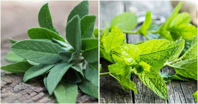 8 Herbs That Can Boost Your Immune System