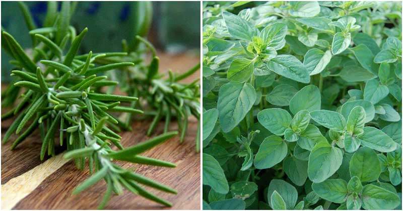 9 Companion Herbs To Repel Insects For The Vegetable Garden
