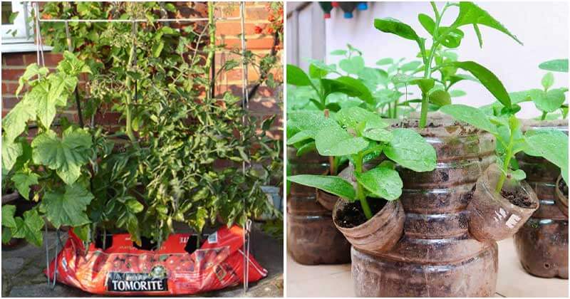 9 DIY Container Ideas To Grow Your Favorite Vegetables