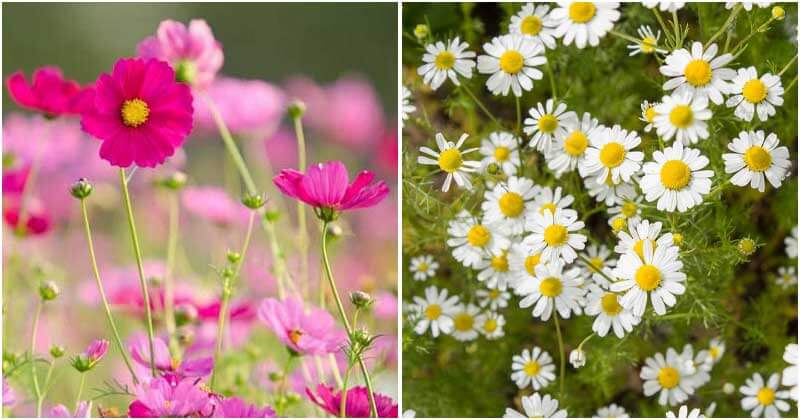 9 Flowers That Can Encourage For The Growth of Vegetables