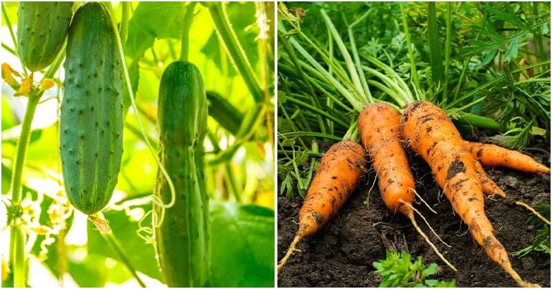 The Fastest Growing Vegetables And Be Harvested In No Time