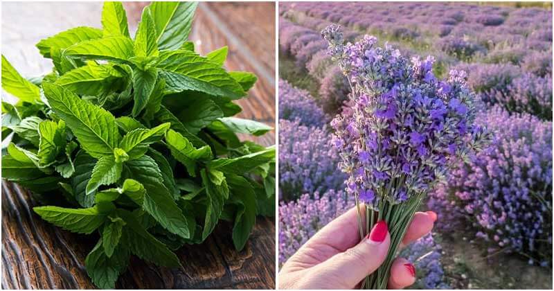 Top 10 Perennial Herbs You Can Plant Once And Enjoy For All Year