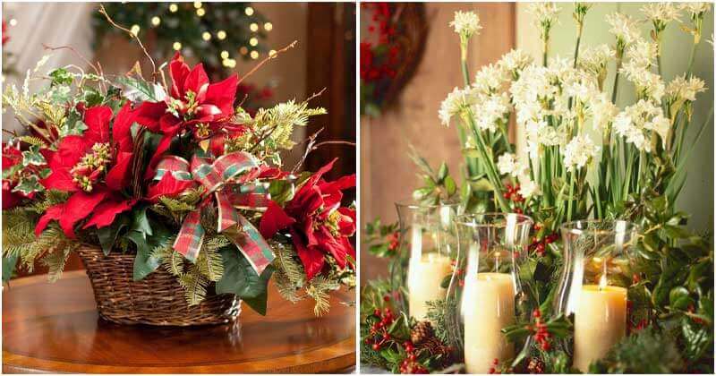 10 Best Beautiful Christmas Plants and Flowers