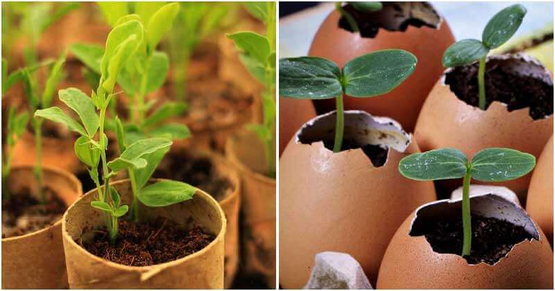 10 Easy And Simple Homemade Seed Starter Pots