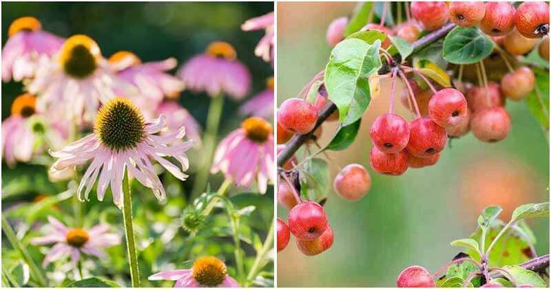 10 Plants That Will Attract Birds In Your Garden
