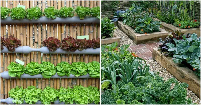 10 The Best Impressive Vegetable Garden Ideas For Garden-Lovers