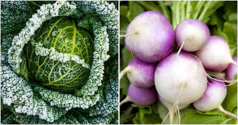 10 Vegetables That Have Taste Better After Frost