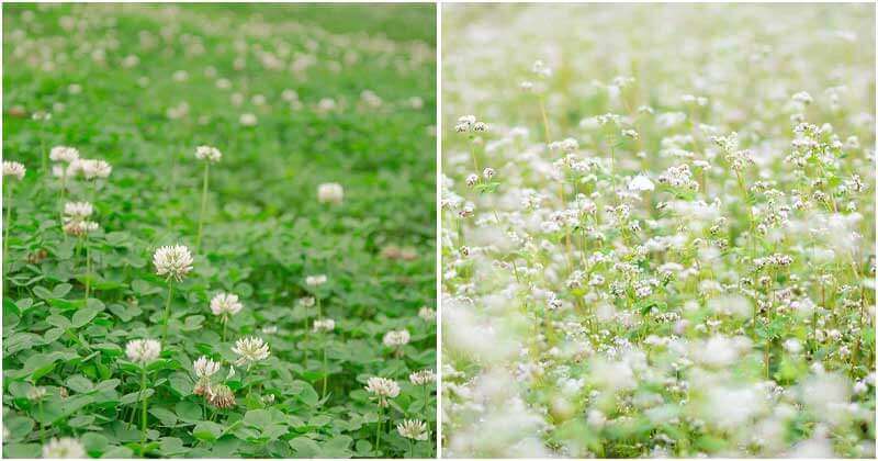 11 Best Cover Crops For All Seasons That You Will Love