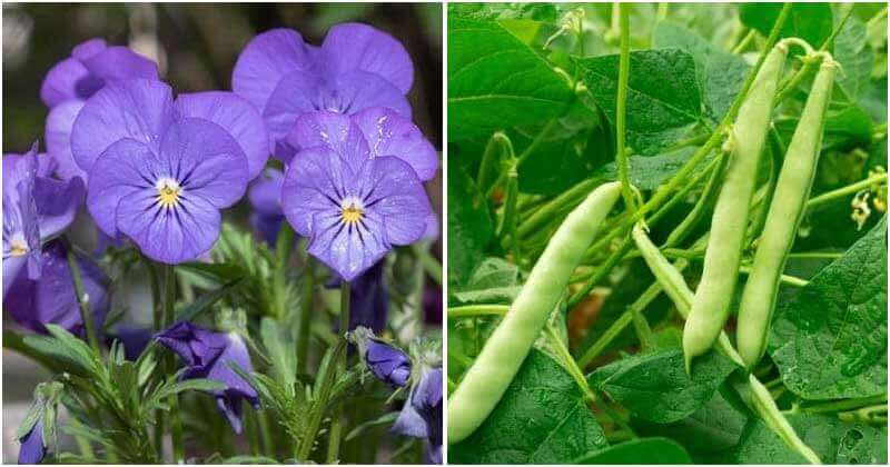 12 Plants Can Intercrop With Tomatoes