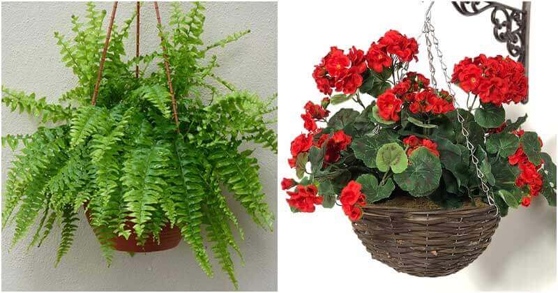 12 Plants To Grow On Hanging Baskets In Shade