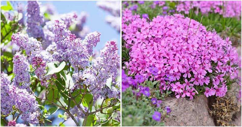 12 Spring Flowers Will Make Your Garden More Beautiful