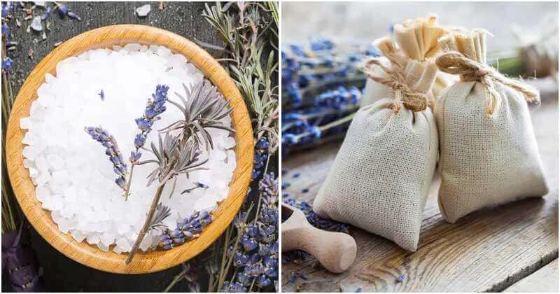 12 Uses Of Lavender In The Home And Garden