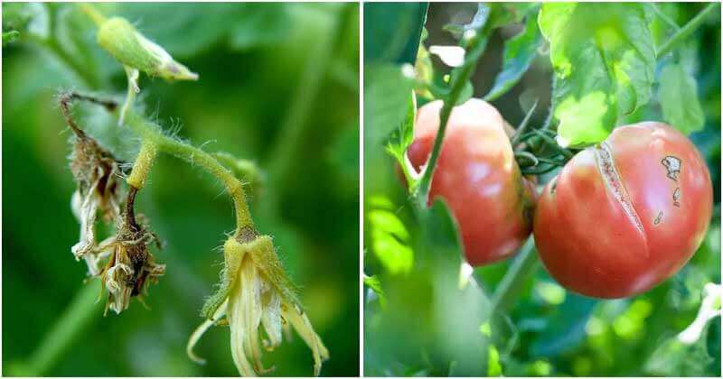 13 Common Tomato Diseases