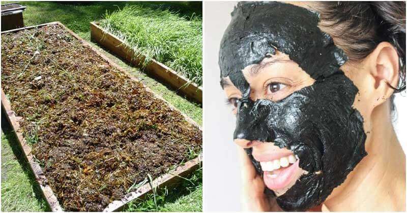 14 Uses Of Seaweed Uses For The Home And Garden