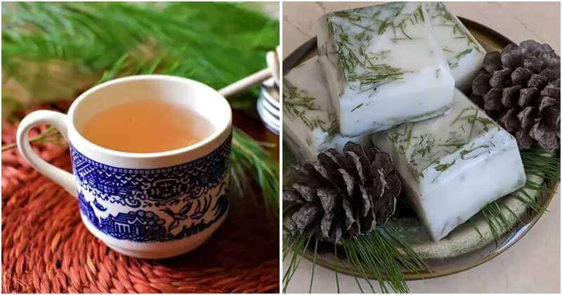 16 Amazing Uses of Pine Needle That You Will Love