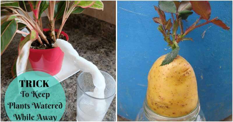 18 Clever Gardening Hacks And Tips